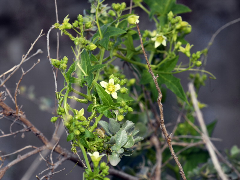 Bryonia dioica.04