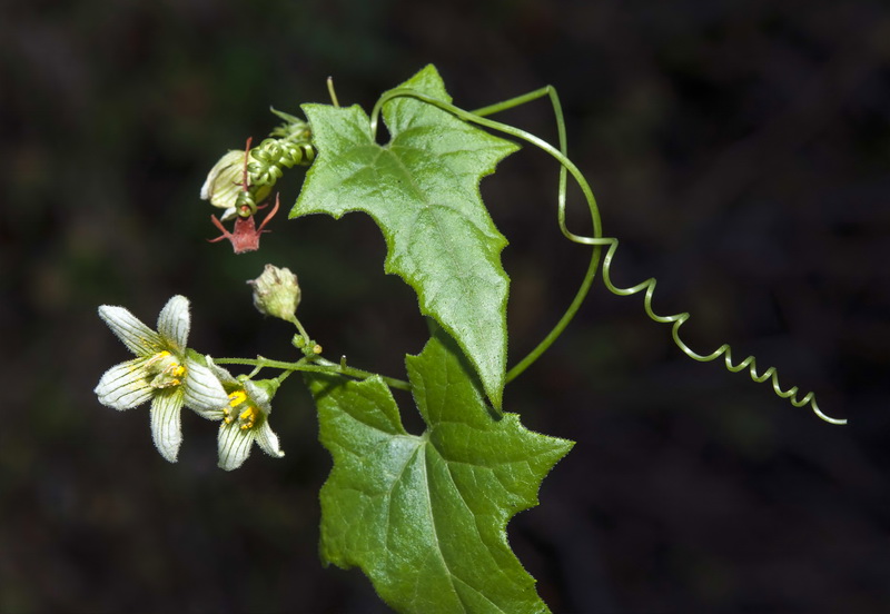 Bryonia dioica.08