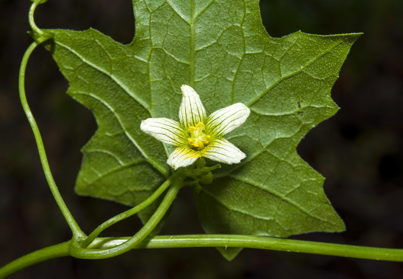 Bryonia dioica.11