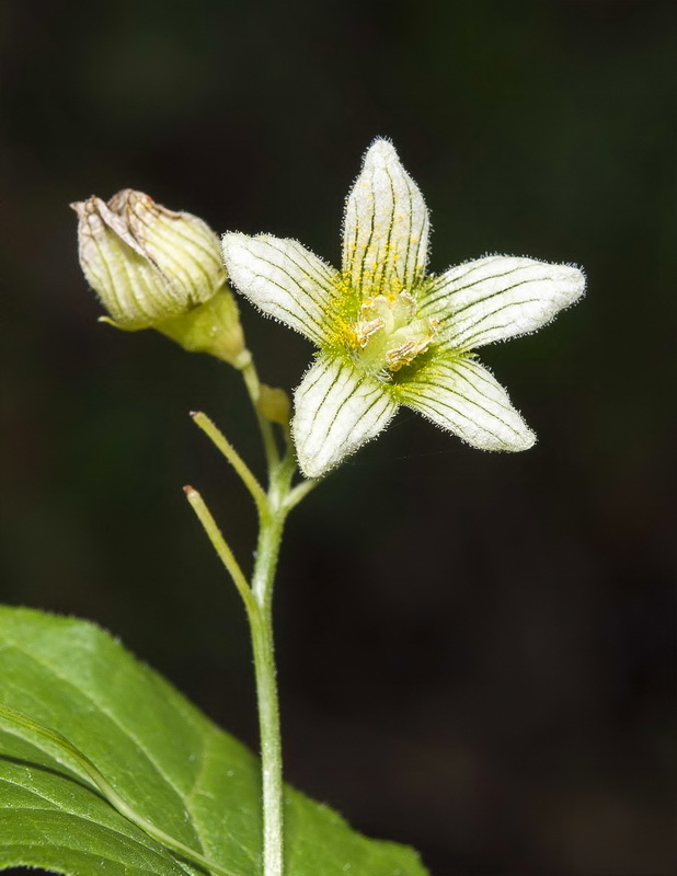 Bryonia dioica.16