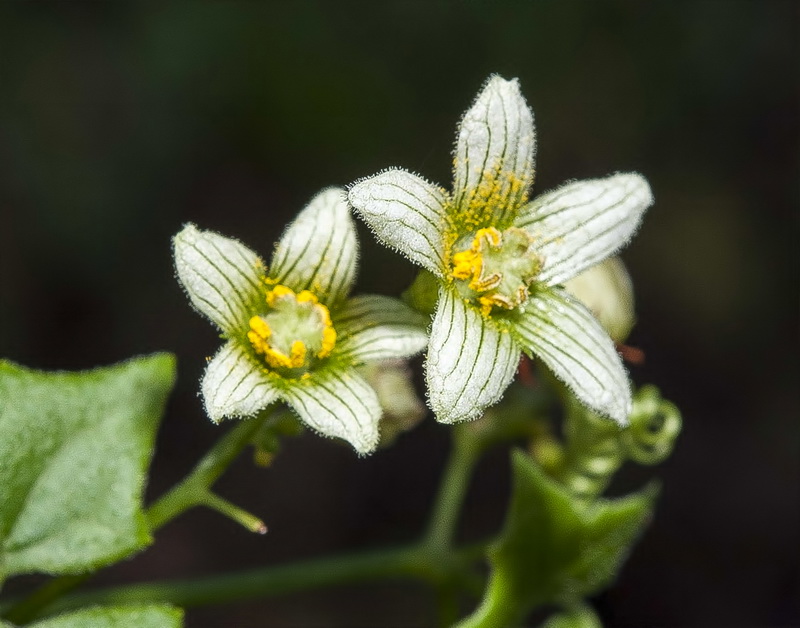 Bryonia dioica.17