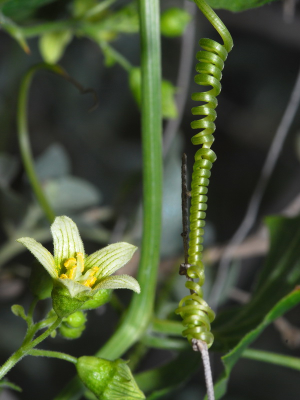 Bryonia dioica.20