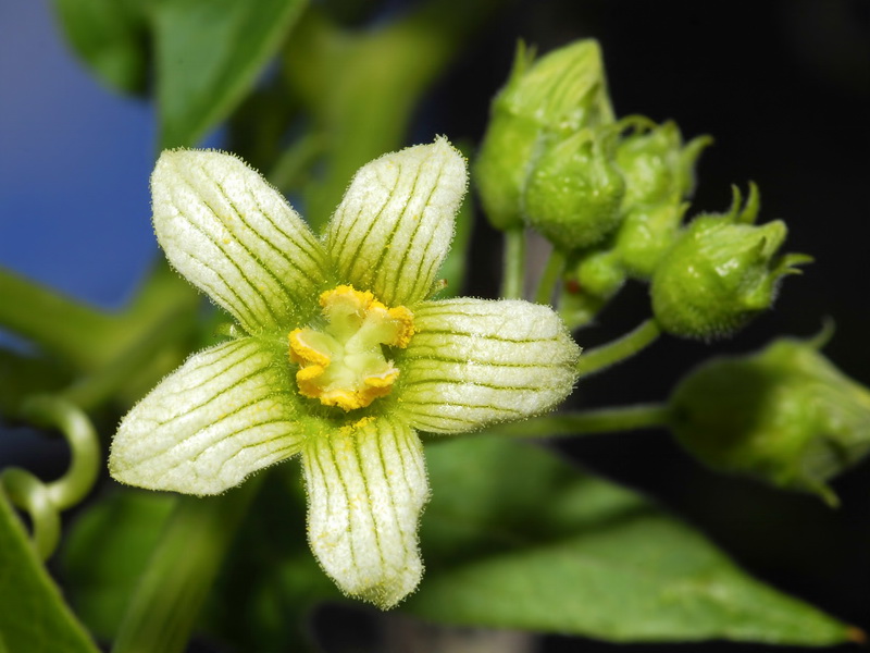 Bryonia dioica.21