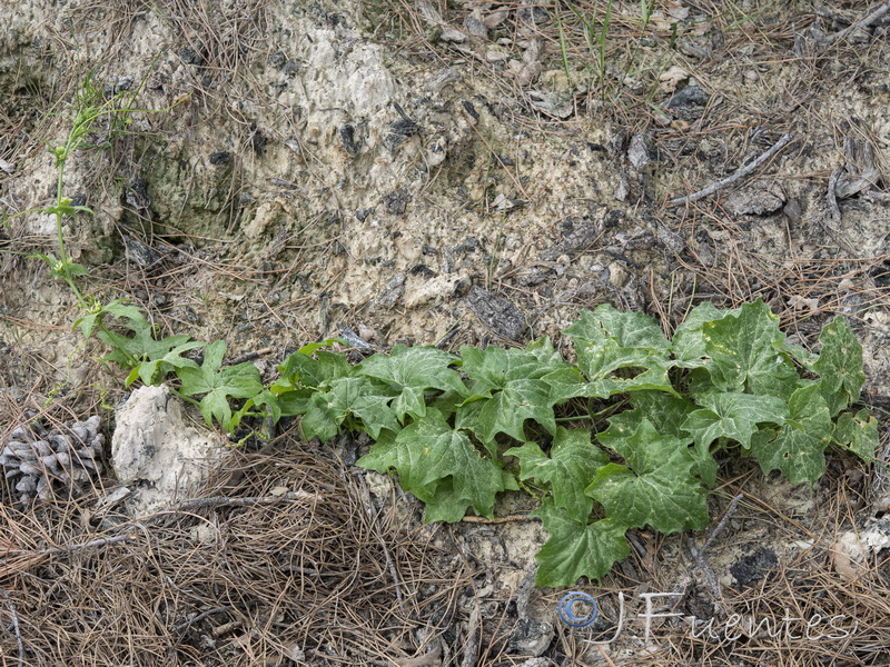 Bryonia dioica.02