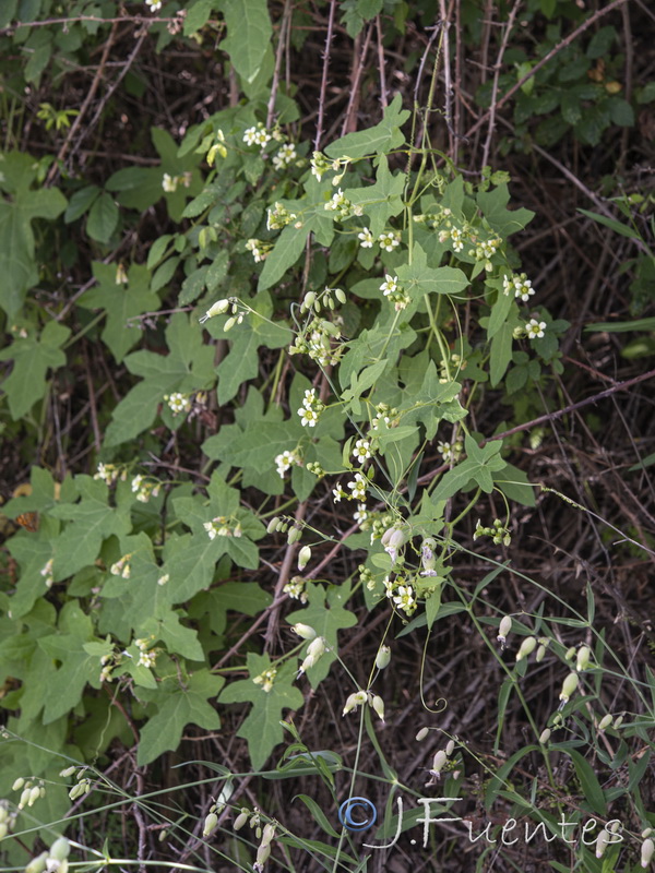 Bryonia dioica.33