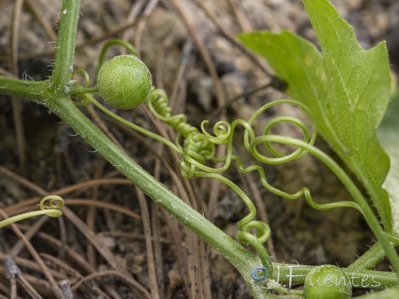 Bryonia dioica.38