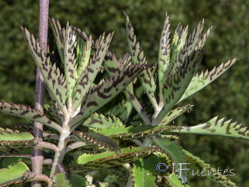 Bryophyllum x houghtonii.02
