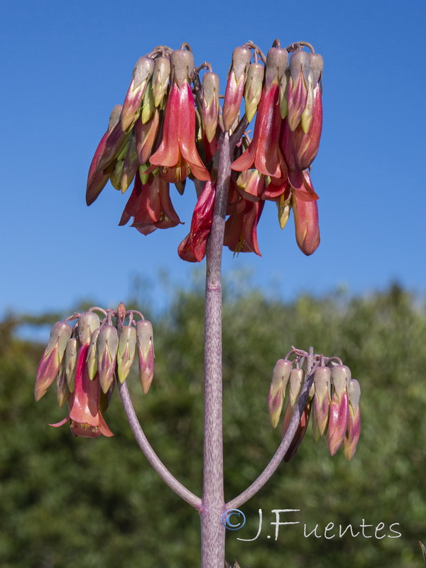 Bryophyllum x houghtonii.03