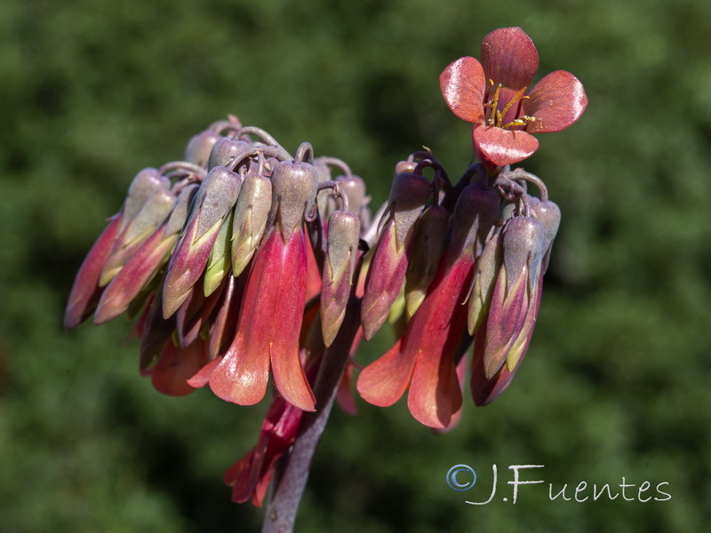 Bryophyllum x houghtonii.04
