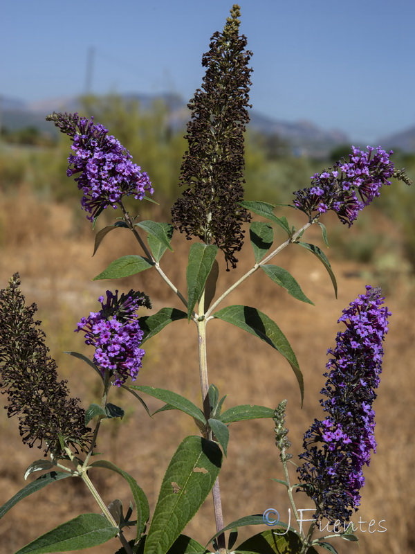 Buddleja davidii.02