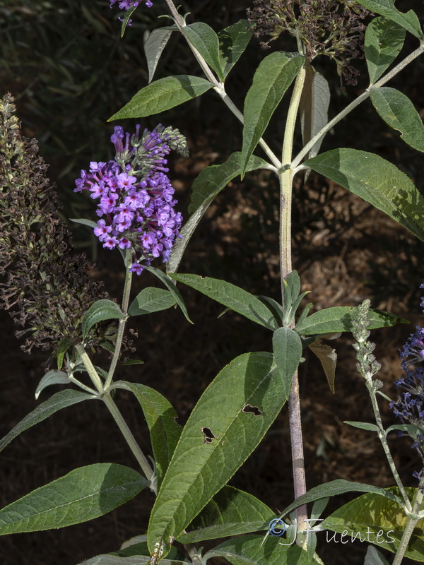 Buddleja davidii.03
