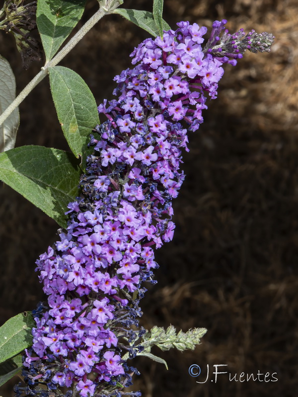Buddleja davidii.04