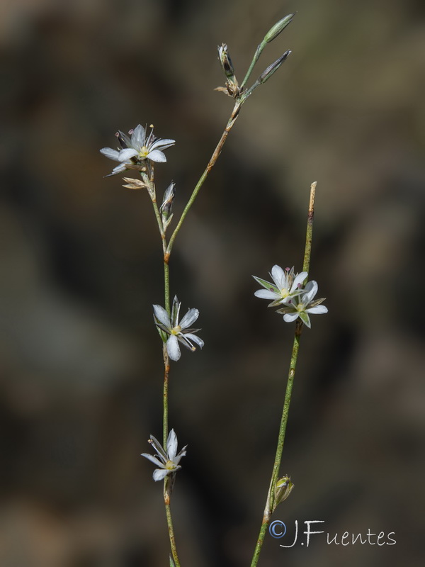 Bufonia macropetala.32