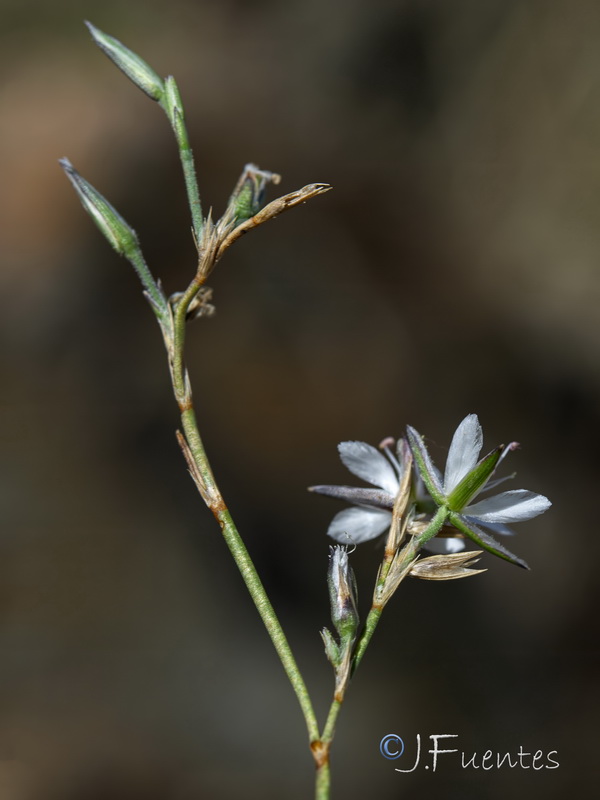 Bufonia macropetala.33
