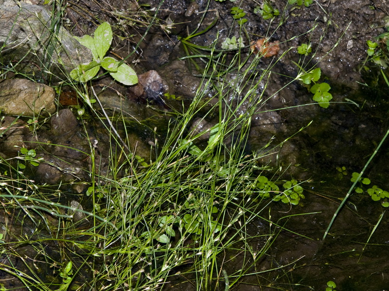 Bufonia tenuifolia.01
