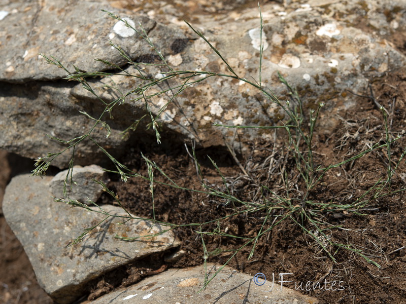 Bufonia tenuifolia.11