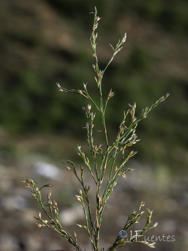 Bufonia tenuifolia.12