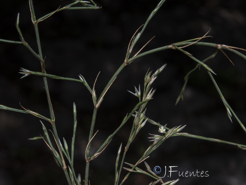 Bufonia tenuifolia.14
