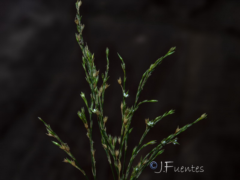 Bufonia tenuifolia.15