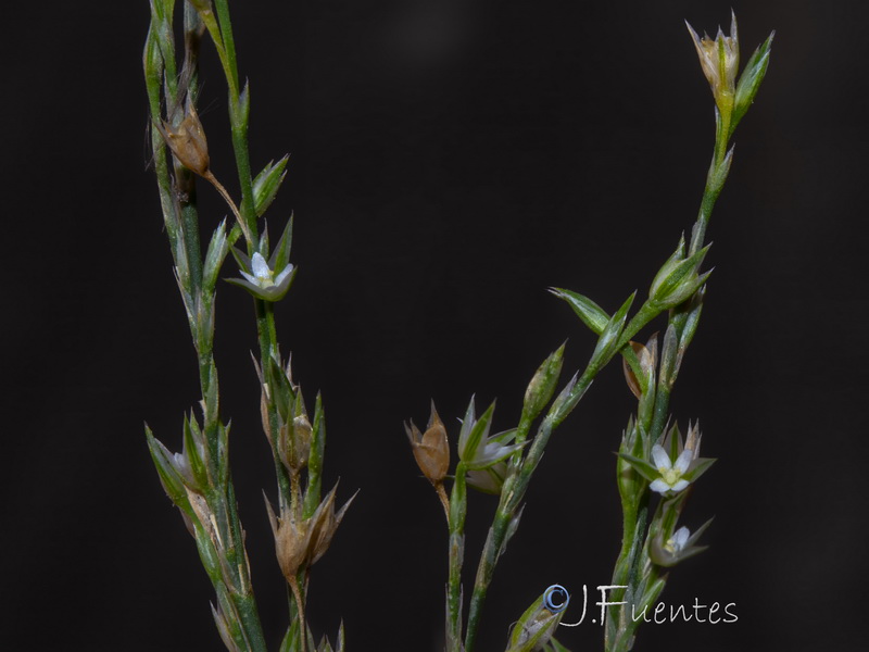 Bufonia tenuifolia.18