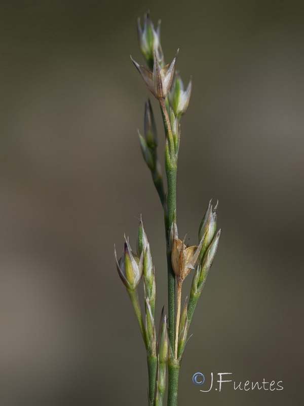 Bufonia tenuifolia.19
