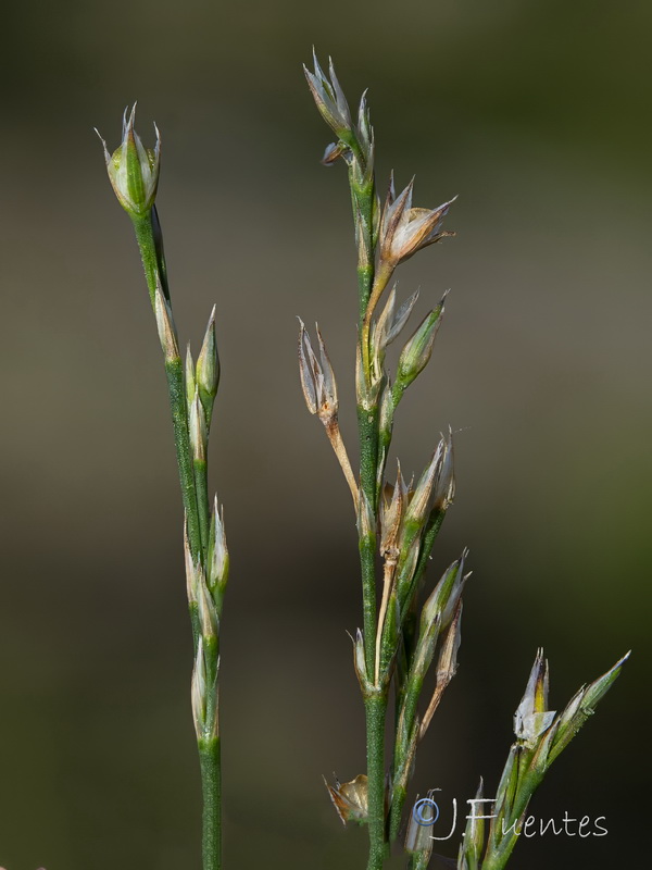 Bufonia tenuifolia.20