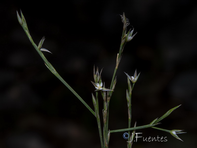 Bufonia tenuifolia.21