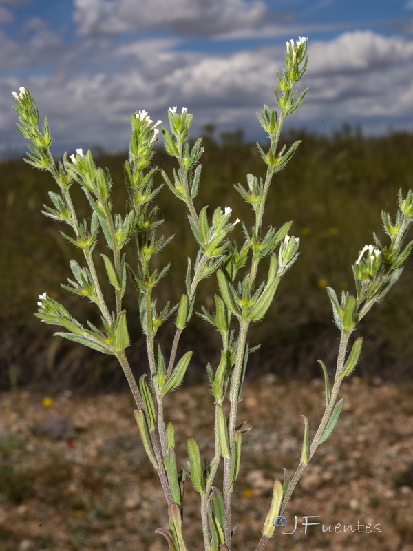 Buglossoides arvensis arvensis.01