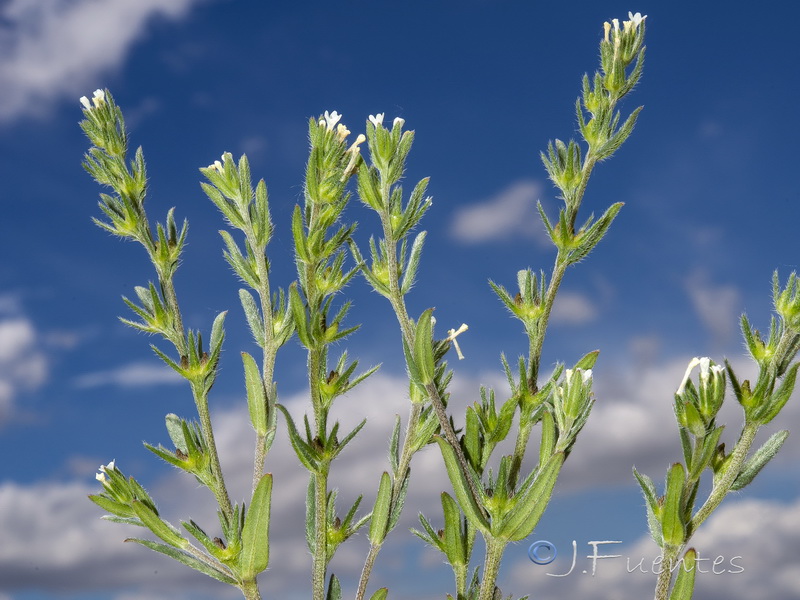 Buglossoides arvensis arvensis.02