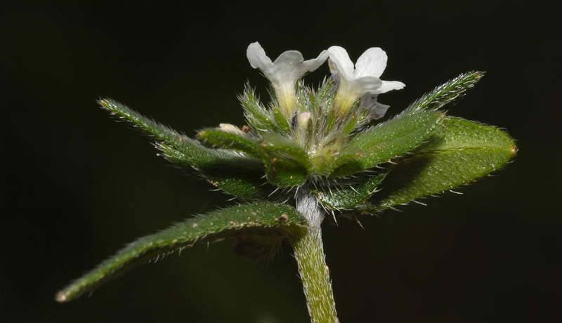 Buglossoides arvensis arvensis.03