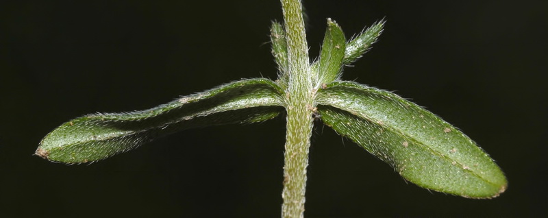 Buglossoides arvensis arvensis.04