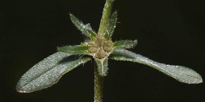 Buglossoides arvensis arvensis.05
