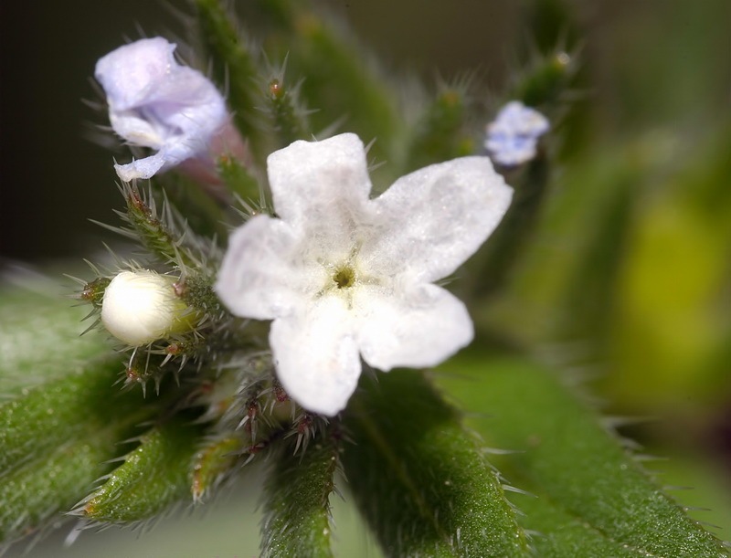 Buglossoides arvensis arvensis.07