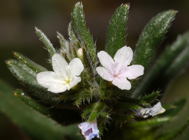 Buglossoides arvensis arvensis.08
