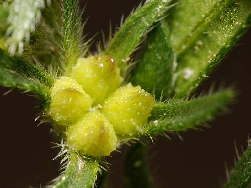 Buglossoides arvensis arvensis.09