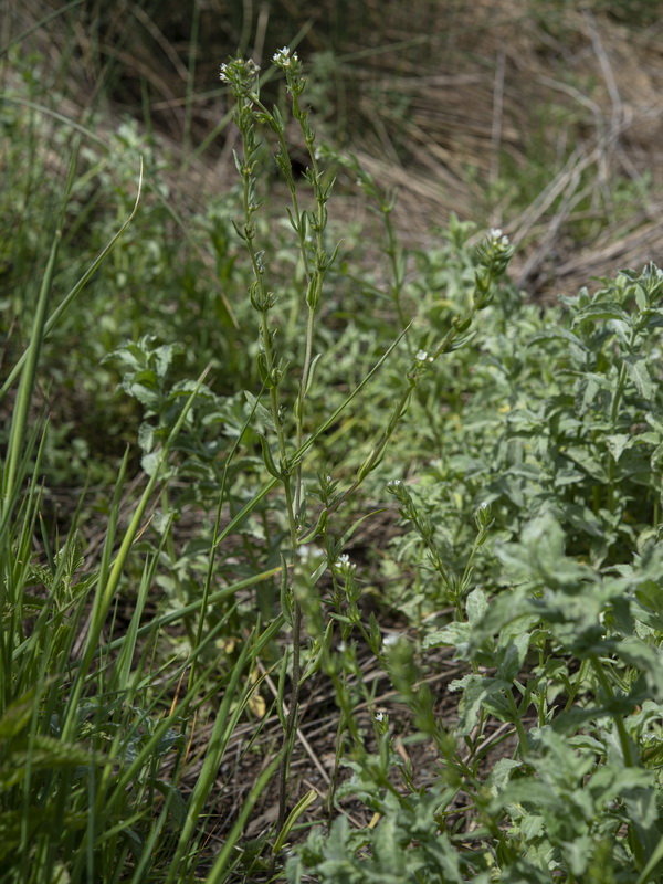 Buglossoides arvensis arvensis.12