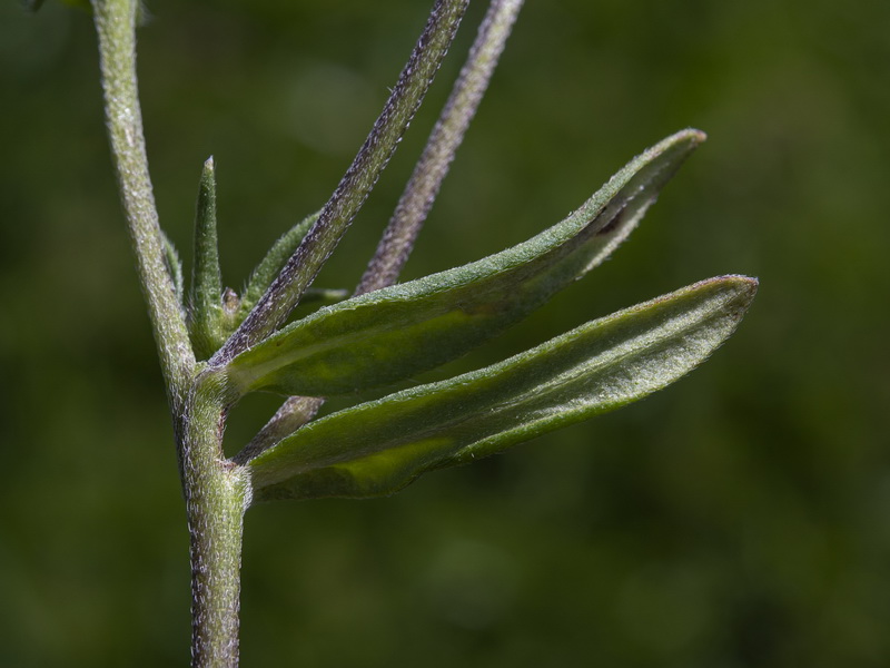 Buglossoides arvensis arvensis.14