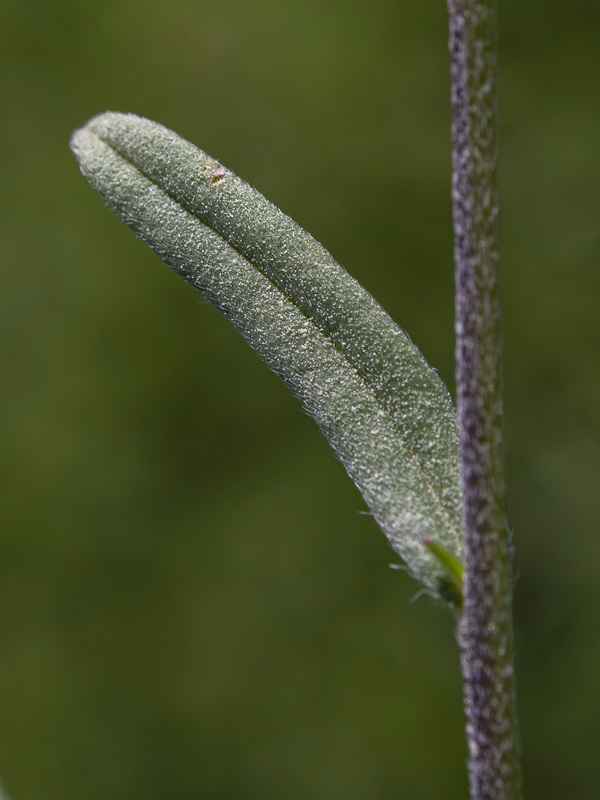 Buglossoides arvensis arvensis.15