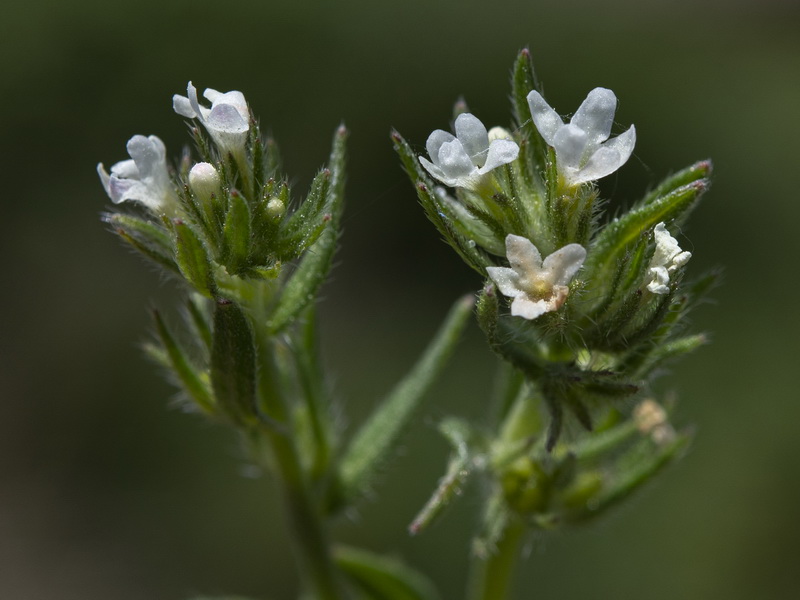 Buglossoides arvensis arvensis.16