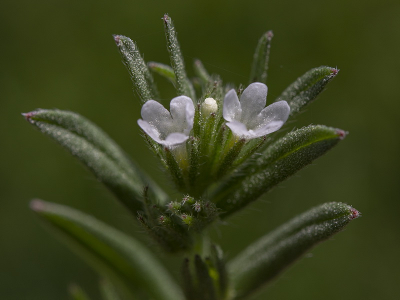 Buglossoides arvensis arvensis.06