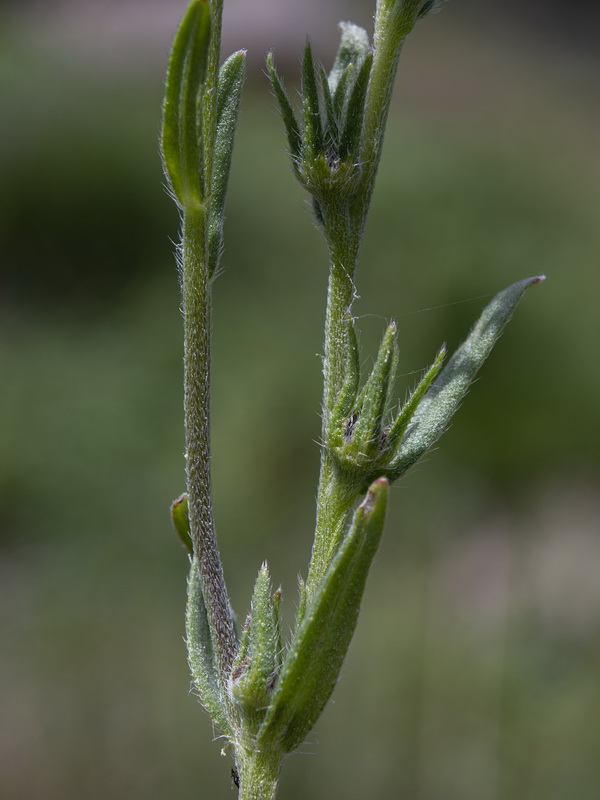 Buglossoides arvensis arvensis.22