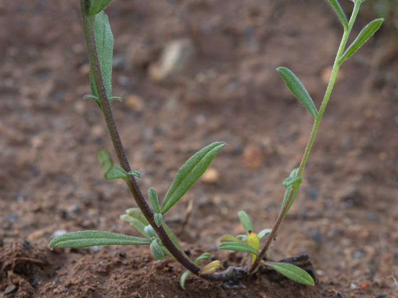 Buglossoides arvensis arvensis.23