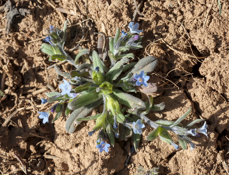 Buglossoides incrassata.01