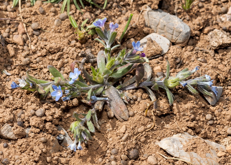 Buglossoides incrassata.02
