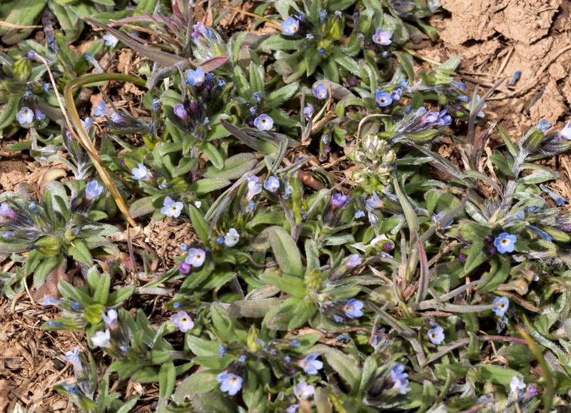 Buglossoides incrassata.04