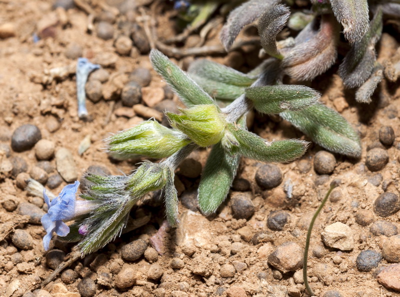 Buglossoides incrassata.05
