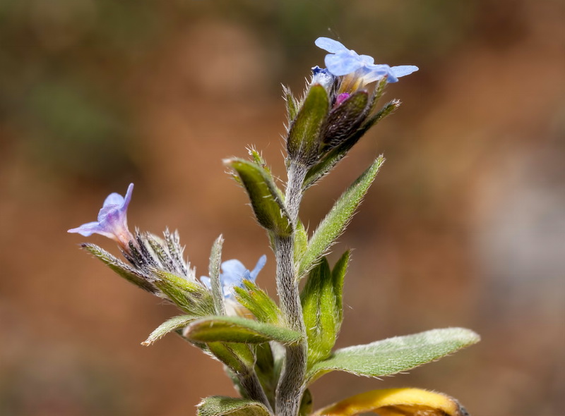 Buglossoides incrassata.07
