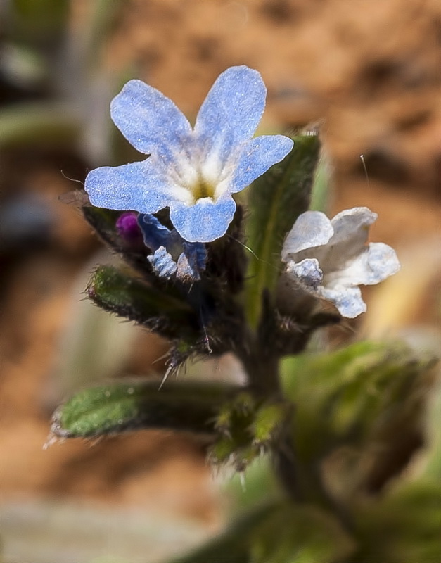Buglossoides incrassata.10