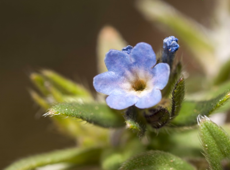 Buglossoides incrassata.12