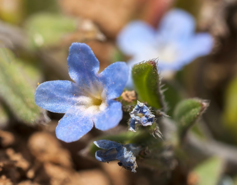 Buglossoides incrassata.14